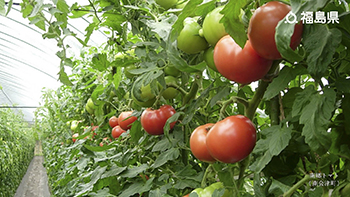 南郷トマト（南会津町）