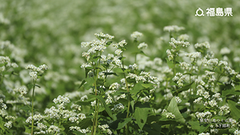 猿楽台地のそば畑（下郷町）