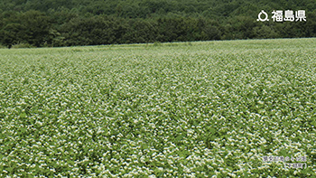 猿楽台地のそば畑（下郷町）