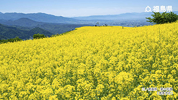 三ノ倉高原・菜の花畑（喜多方市）
