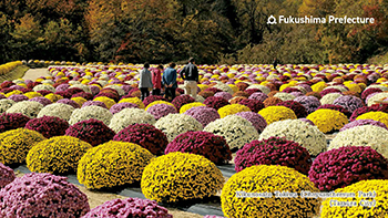 Kikunosato Tokiwa (Chrysanthemum Park) (Tamura City)