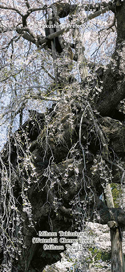 Miharu Takizakura (Waterfall Cherry Tree) (Miharu Town)