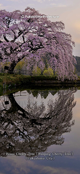 Hosui Cherry Tree (Weeping Cherry Tree) (Fukushima City)