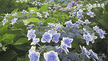 ジュピアランドひらた・あじさい園（平田村）