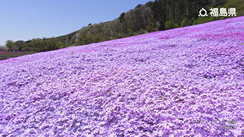 ジュピアランドひらた・芝桜（平田村）