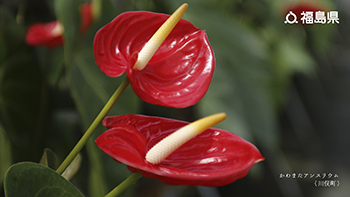 かわまたアンスリウム（川俣町）