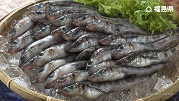 ふくしまのメヒカリ