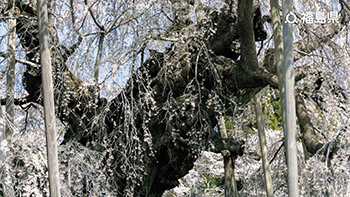 三春滝桜（三春町）