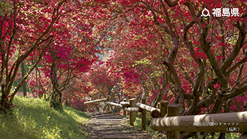 風呂山公園のヤマツツジ（塙町）