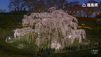三春滝桜（三春町）