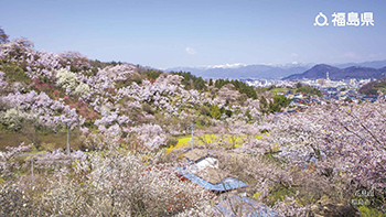 花見山（福島市）