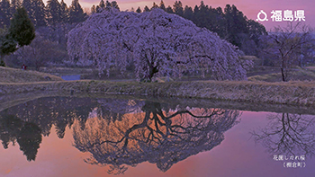 花園しだれ桜（棚倉町）