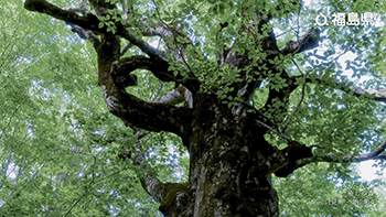 癒しの森（只見町・金山町）