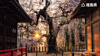 小川諏訪神社（いわき市）フォトコンテスト 審査員特別賞