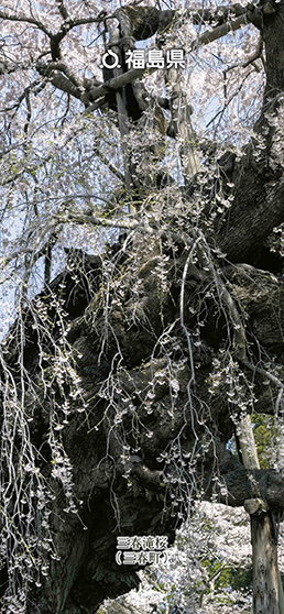 三春滝桜（三春町）