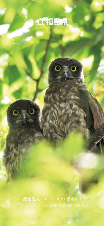 飯坂温泉のアオバズク（福島市）2023年度フォトコンテスト 審査員特別賞